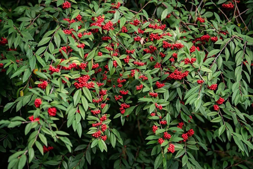 Red Elderberry Seeds - 50 Pack - Sambucus racemosa - Organic Planting Seeds for Garden