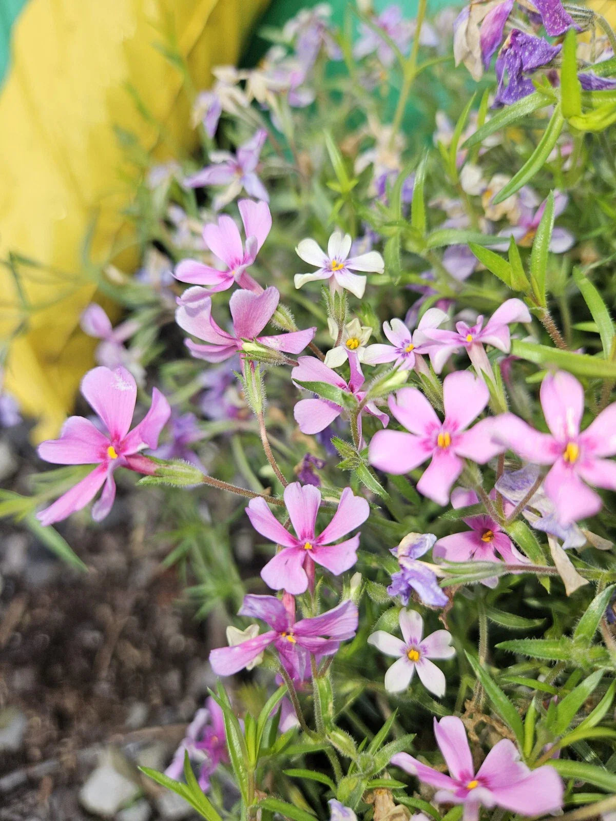 Pink Spring Creeping Phlox Plant - 1 Bare Root - Phlox subulata - Vibrant Pink Perennial for Outdoor Gardens, Full Sun