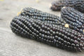 25+ Organic Blue Hopi Corn Seeds - Heirloom Native Variety for Summer and Fall Vegetable Gardens