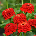 Zinderella Red Zinnia Seeds - 100+ Pack for Garden Planting - USA Grown - High Germination Rate - Zinnia elegans