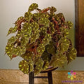 Kit Kat Begonia Seeds - 25+ Pack for Garden Planting - USA - Begonia x tuberhybrida