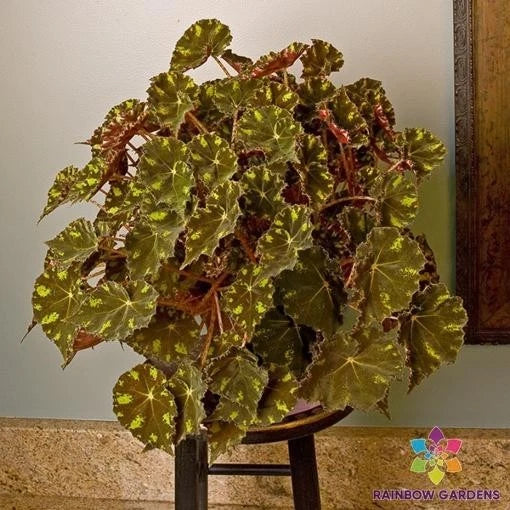 Kit Kat Begonia Seeds - 25+ Pack for Garden Planting - USA - Begonia x tuberhybrida