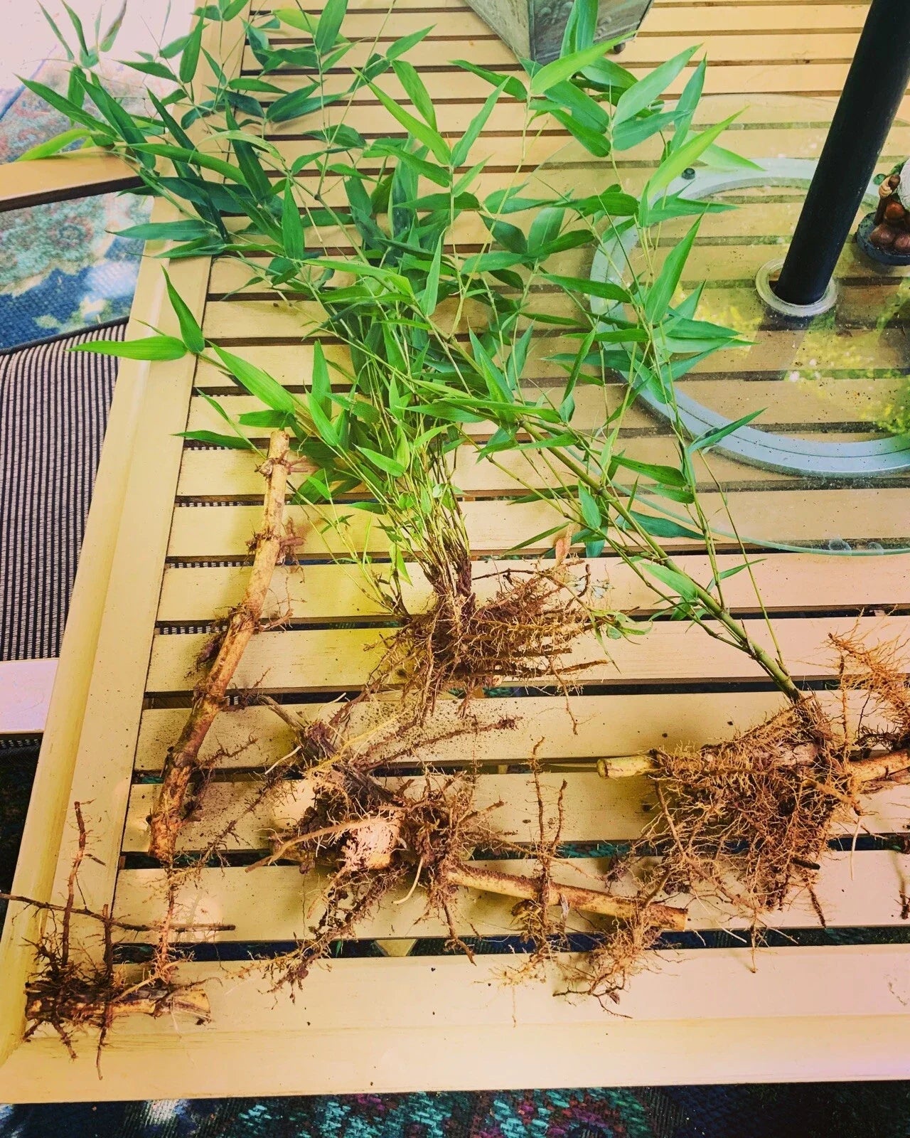 Live Bamboo Rhizome Roots - Phyllostachys Aurea - Fast-Growing Ornamental Grass for Garden | Hardy Bamboo Plant
