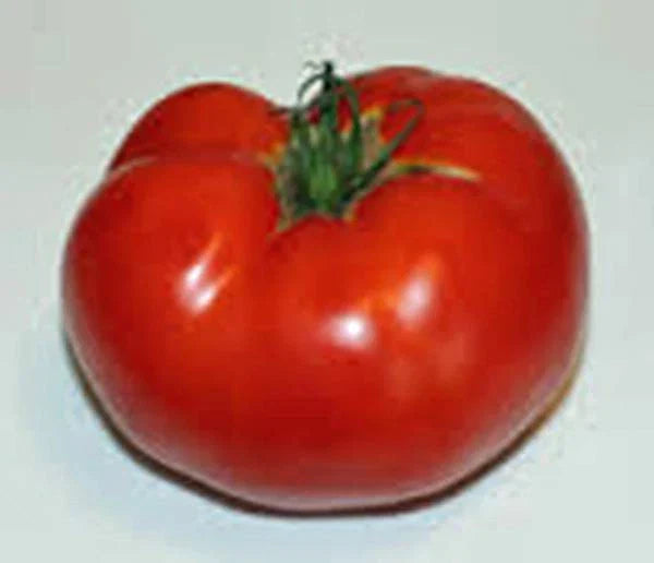 Tomato Seeds, 100 Count, Rutgers Heirloom, Non-GMO, Large Tomatoes, Solanum lycopersicum