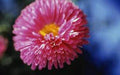 Aster Seeds - 25+ Pack - Rainbow Variety - Vibrant Bright Blooms - Perfect for Gardens (Aster spp.)
