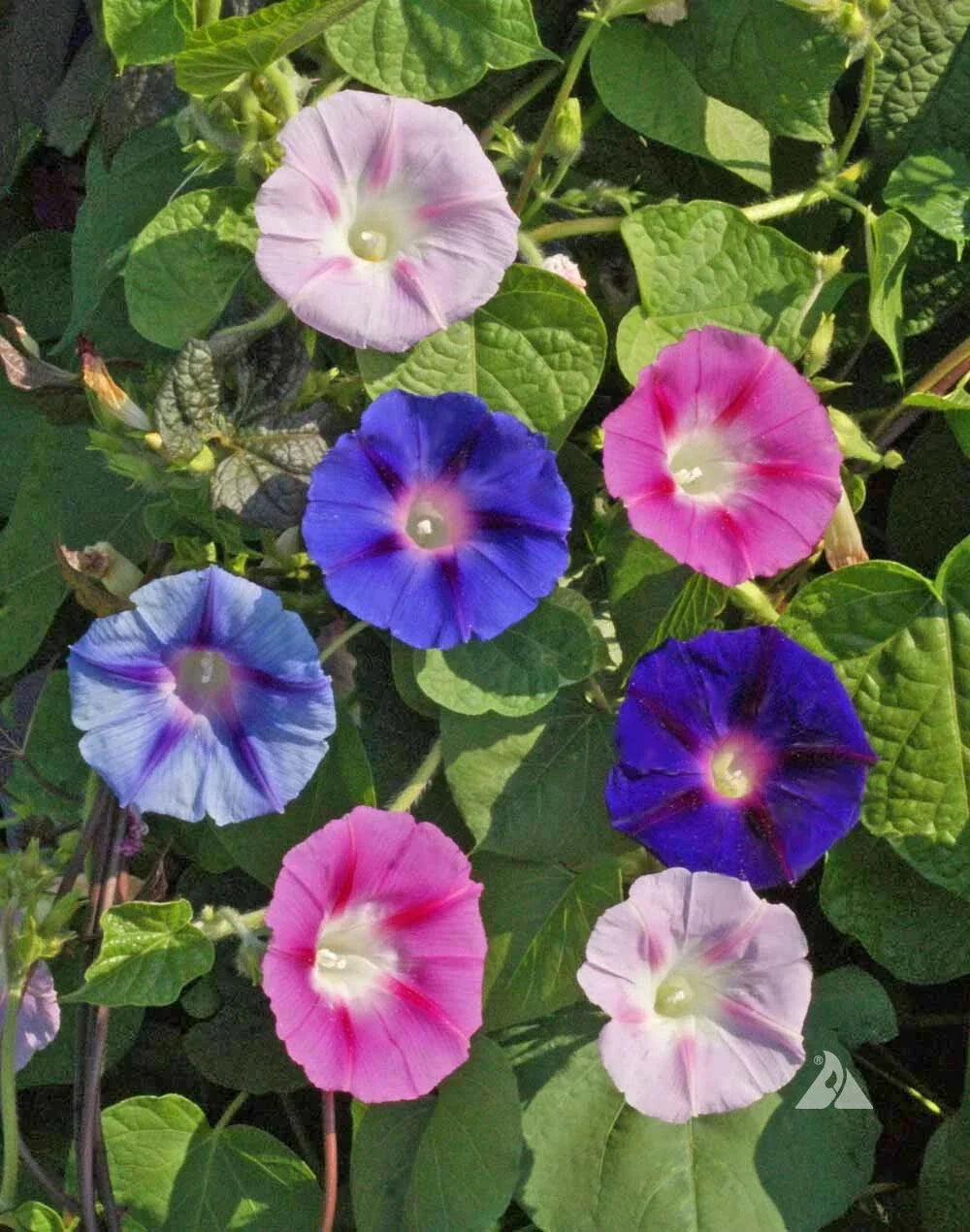 Bulk Morning Glory Seeds - 300 Non-GMO Pollinator-Friendly Seeds for Hummingbirds - Ipomoea purpurea