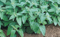 Catnip Seeds Bulk - Heirloom Non-GMO - Cat Party Supplies - Nepeta cataria - 300 to 10K Seeds