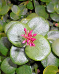 Succulent Crassula Multicava 2" Unrooted Cuttings Green Fairy Jade Plant