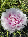 Unrooted Cuttings - 5 Pink Princess Portulaca Moss Rose - Succulent Plant Cuttings (Portulaca grandiflora)