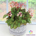 Mini Me Begonia Seeds - 25+ Pack - Garden Planting - Begonia spp. - USA - Free Shipping