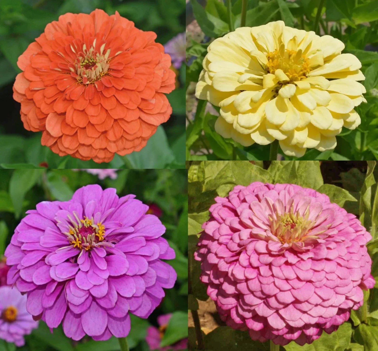 Zinnia Seeds - Tranquility Mix - Double Butterflies - Hummingbird Attracting - 100 Pack - Zinnia elegans