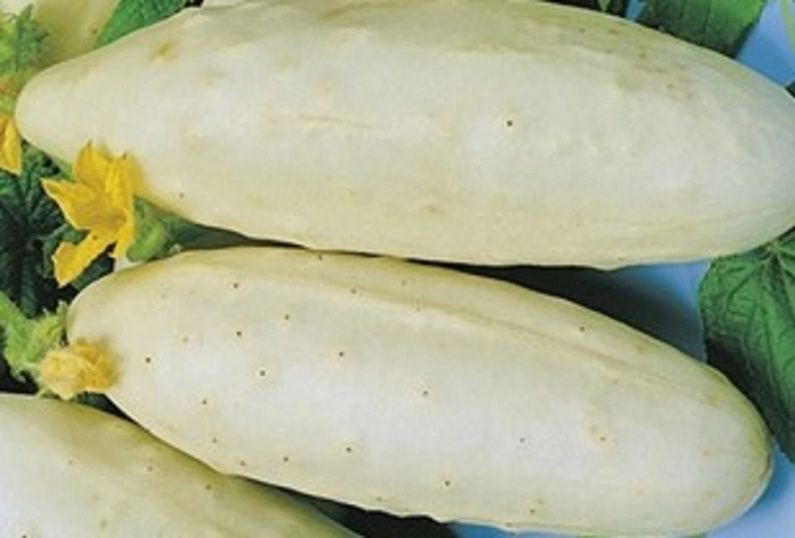 Cucumber Seeds 40 Count White Wonder Non-GMO Seeds for Garden Planting (Cucumis sativus)