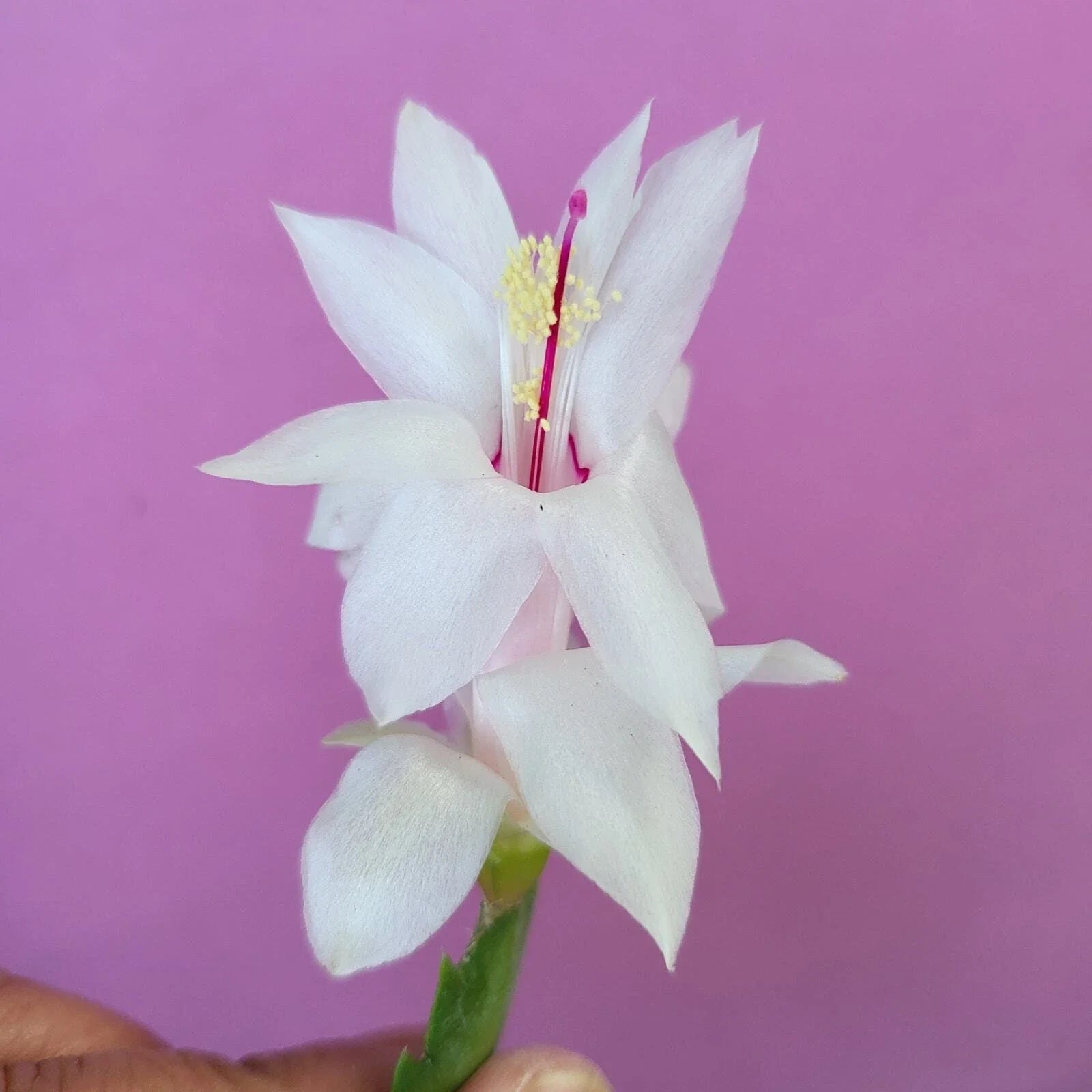 Cuttings 3x Thor Cecilie Schlumbergera Truncata Jungle Holiday Cactus Zygocactus