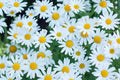 White Marguerite Daisy Seeds - 200+ Pack for Garden Planting - Leucanthemum vulgare - USA Grown