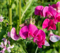 Polygala Myrtifolia Milkwort 6" Live Plant Cuttings 7 Pack Sweet Pea Bush Pink Blue Purple Green Foliage