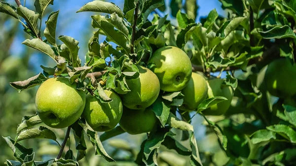 Granny Smith Apple Tree - Rooted New Stock Plant - Up to 2 ft Tall - Malus domestica