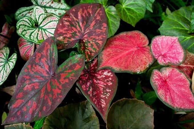 Caladium Bulbs, Mixed Color, Fancy Mix, Easy to Grow, Colorful Perennial (Caladium bicolor)