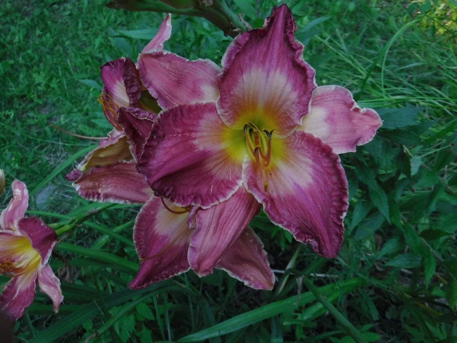 Daylily Bareroot Plants - 4 Pack, Mixed Colors & Shapes, Hemerocallis Varieties
