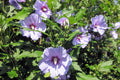 Hibiscus Rose of Sharon Cuttings Unrooted (10) - Hardy Flowering Shrub - Hibiscus syriacus