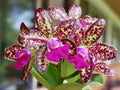 Rhyncholaeliocattleya Orchid Plant 4" - Yuan Dung Python "Passion Fruit" - Vibrant Blooms, Tropical Beauty