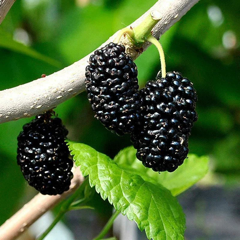 Organic Black Mulberry Cuttings - 7 + 3 Bundle, Morus nigra, 100% Organic Plant Propagation