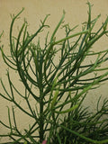 Euphorbia Tirucalli Pencil Cactus Plant Cuttings - Fire Stick Variety - Fresh Cuttings for Propagation