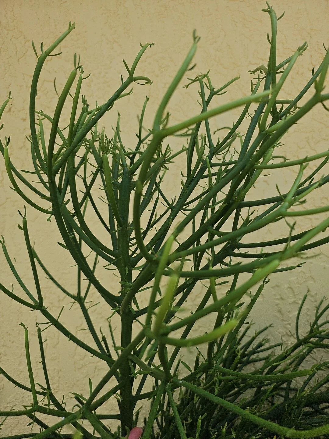 Euphorbia Tirucalli Pencil Cactus Plant Cuttings - Fire Stick Variety - Fresh Cuttings for Propagation