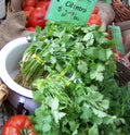 Cilantro Seeds - 150 Seeds - Coriander Chinese Parsley - Coriandrum sativum - GroCo USA