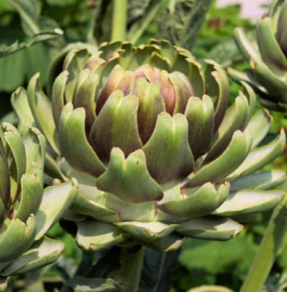 White Cardoon Seeds | Heirloom Non-GMO | Fresh Garden Seeds | Cynara cardunculus