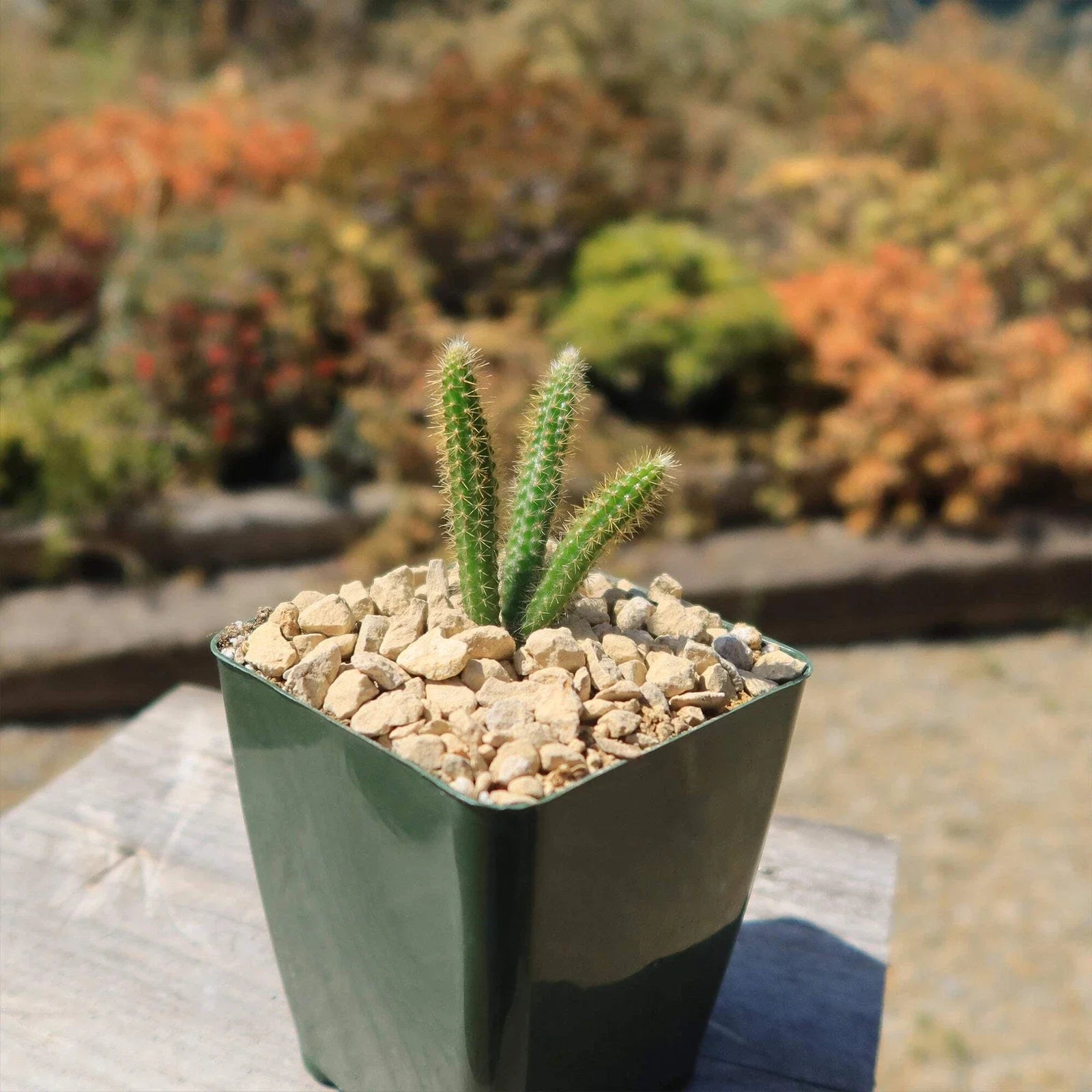 Rat Tail Cactus Plant - Aporocactus flagelliformis - Real Live Cacti Succulent, Unique Hanging Greenery for Home Decor