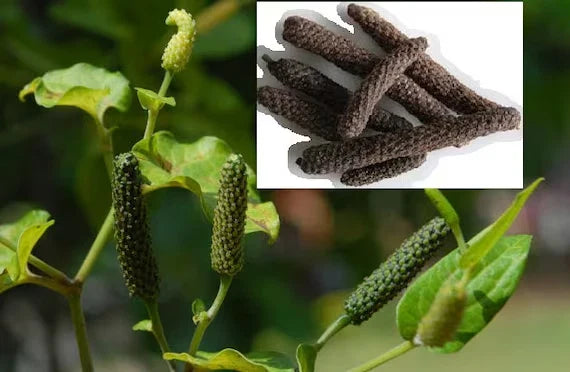 Long Pepper Vine Starter Plant - Indian Long Pepper - Piper longum - Rooted Variety for Culinary Use