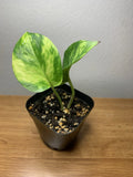 Golden Pothos Plant | Fully Rooted | 2” Pot | Epipremnum aureum