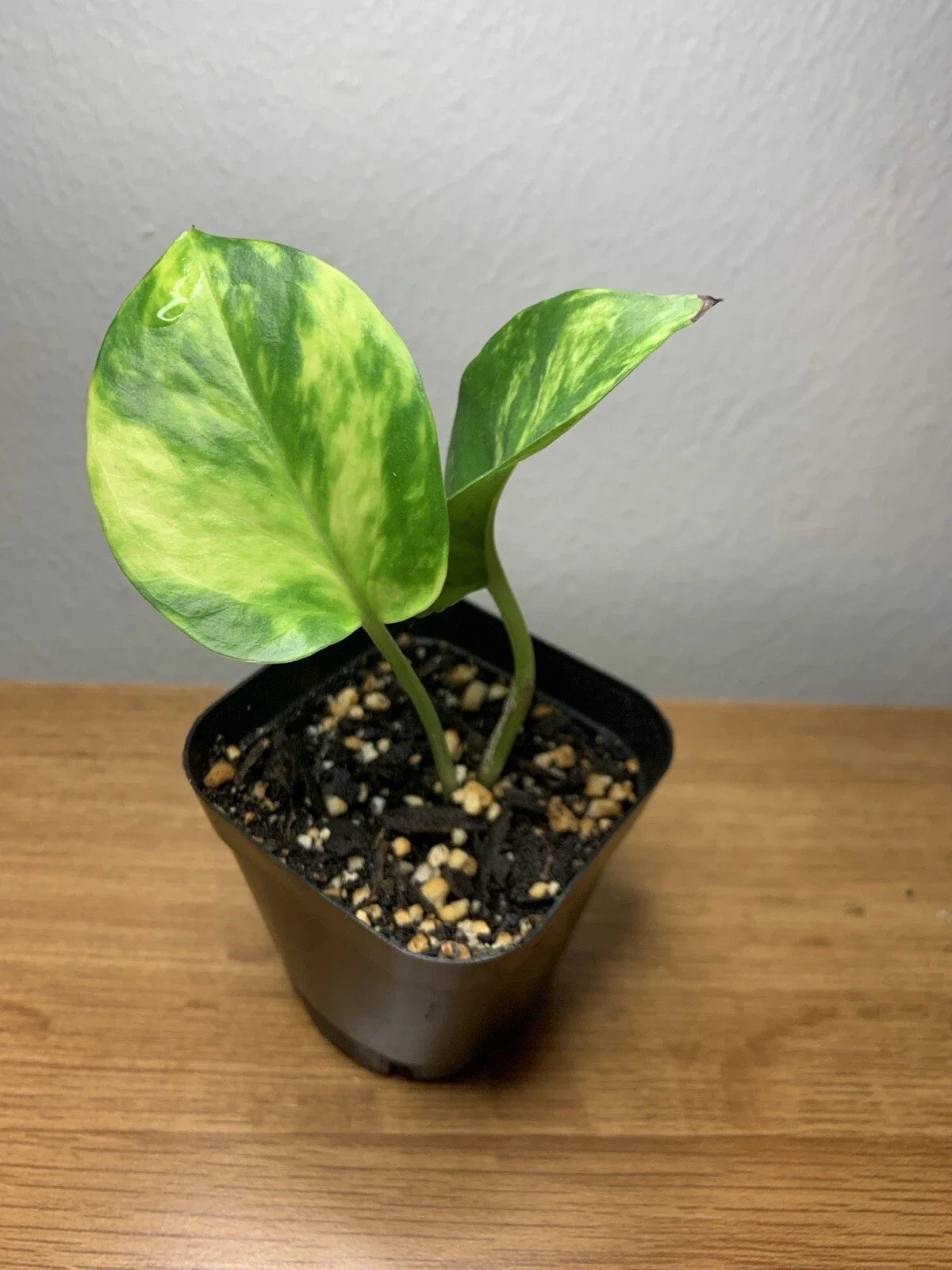 Golden Pothos Plant | Fully Rooted | 2” Pot | Epipremnum aureum
