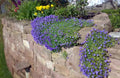 Cascade Blue Rock Cress Seeds - Aubrieta Hybrida Superbissima - Perennial Flower Seeds - Free Shipping US