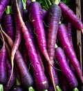 Purple Dragon Carrot Seeds - 200 Non-GMO Seeds - Heirloom Variety (Daucus carota) - Free Shipping