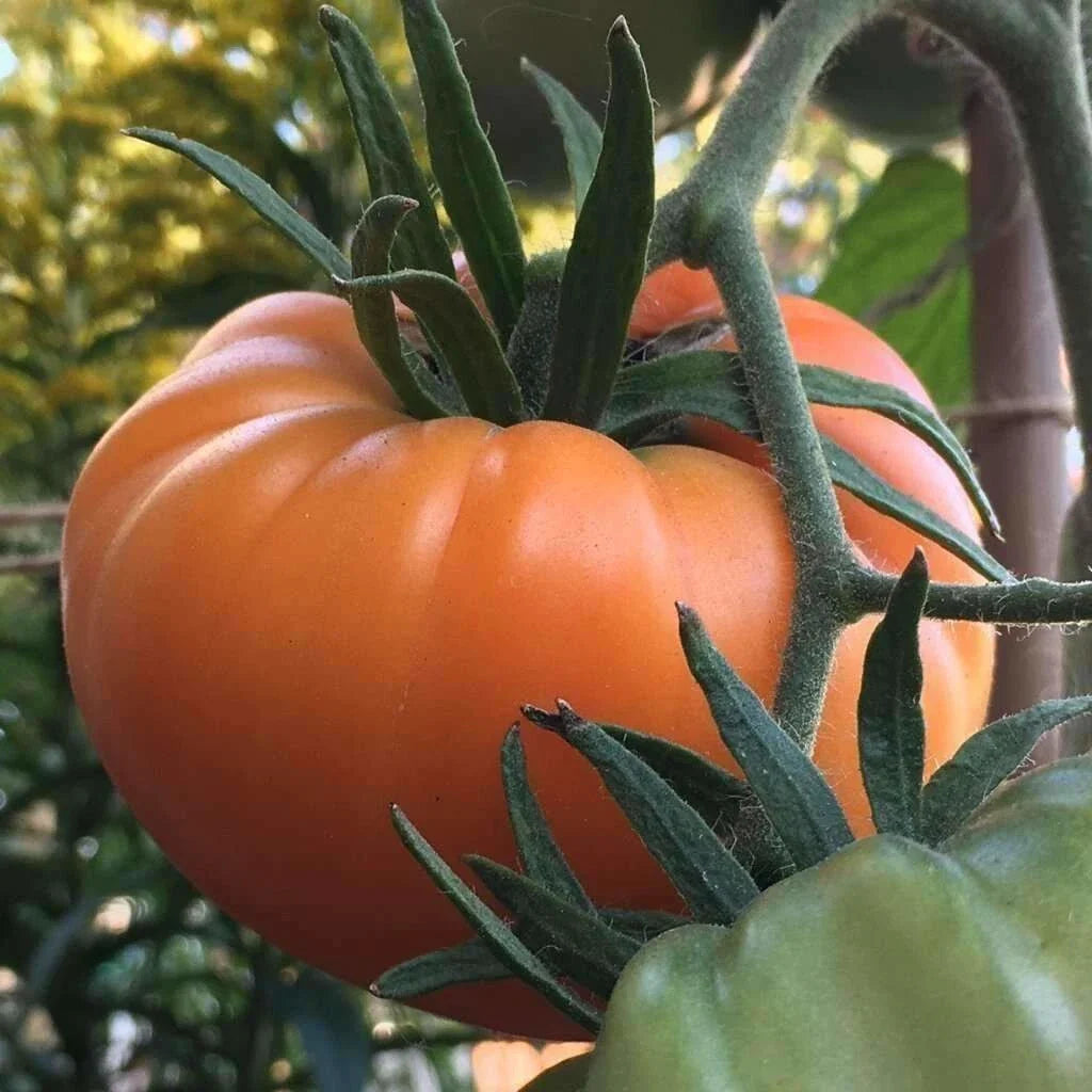 Kellogg's Breakfast Tomato Seeds - Organic Heirloom - Non-GMO - 10+ Rare Seeds - Solanum lycopersicum