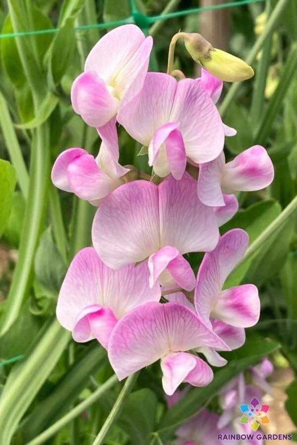 Lathyrus latifolius Pink Pearl Perennial Sweet Pea Seeds - 50+ Seeds, Hardy Flowering Plant for Garden