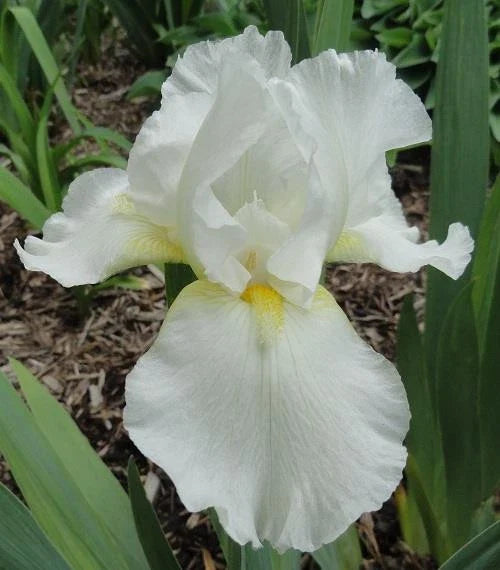 Tall Bearded Iris Plants - Ruffled White - 3 Live Plants - Iris germanica