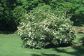 Arrowwood Viburnum Shrub Set of 2 Live Plants 8-12 Inches Viburnum dentatum