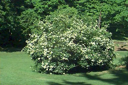 Arrowwood Viburnum Shrub Set of 2 Live Plants 8-12 Inches Viburnum dentatum