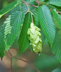 American Hornbeam Seeds 20 Pack - Carpinus caroliniana, Hardy Tree Seeds for Landscaping and Gardening