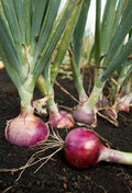 Scarlet Bandit Onion Seeds - 200+ Bunching Onion Vegetable - NON-GMO - Allium fistulosum