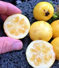 Yellow Lemon Guava Seeds - 100 Count - Tropical Fruit Seeds - Psidium littorale