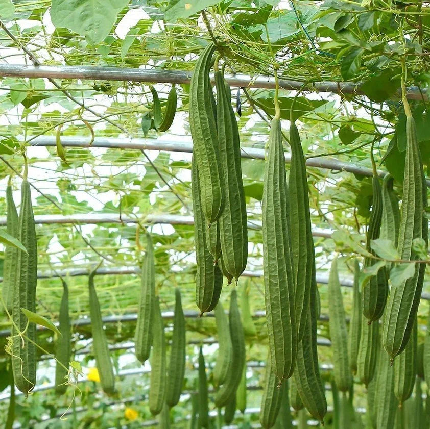 Ridge Gourd Luffa Live Plant 4" Pot - Luffa Acutangula Climbing Vegetable