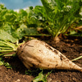 Sugar Beet Seeds - White Albino Mangel Turnip Beetroot - 2025 Planting - Beta vulgaris