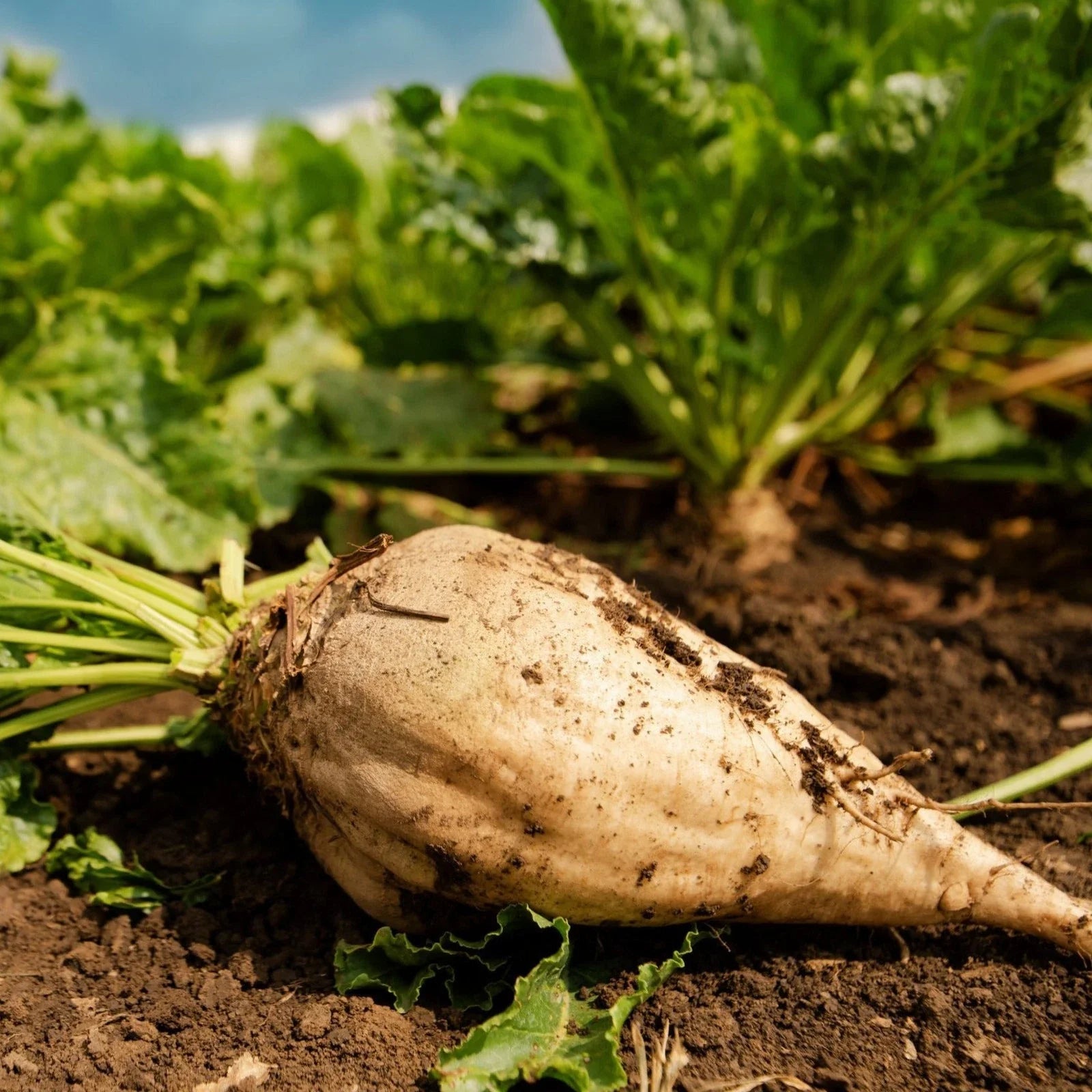 Sugar Beet Seeds - White Albino Mangel Turnip Beetroot - 2025 Planting - Beta vulgaris