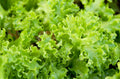 Organic Green Lettuce Seeds - 500 Pack - USA Grown - Non-GMO Vegetable Seeds