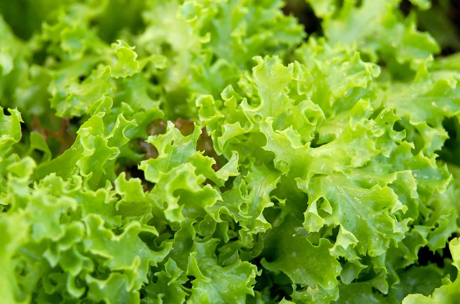 Organic Green Lettuce Seeds - 500 Pack - USA Grown - Non-GMO Vegetable Seeds