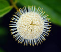 Buttonbush Seeds 100 Count - Cephalanthus occidentalis - Native Wetland Plant for Gardens and Pollinator Habitats