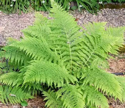 Lady Fern Bare-root 2-5 ft Bright Green Lacy Foliage Athyrium Felix-Femina Native Perennial Shade Plant